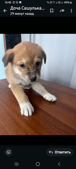 Щенкам нужна семья!