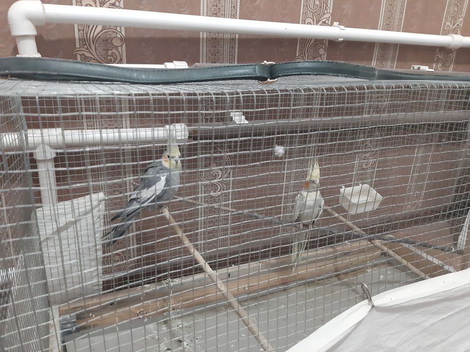 Karella papugaylari oila