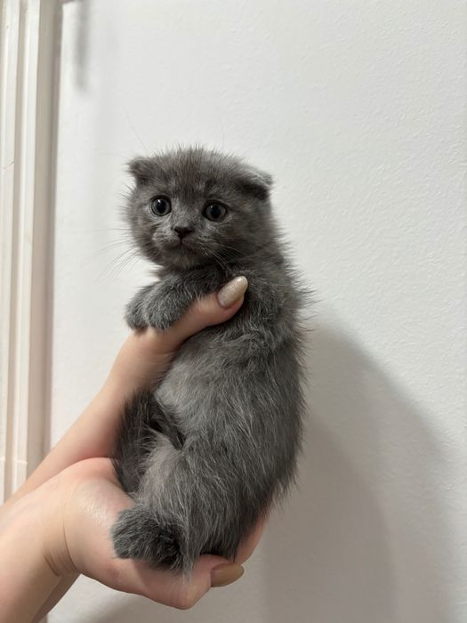 Скотиш фолд мушук