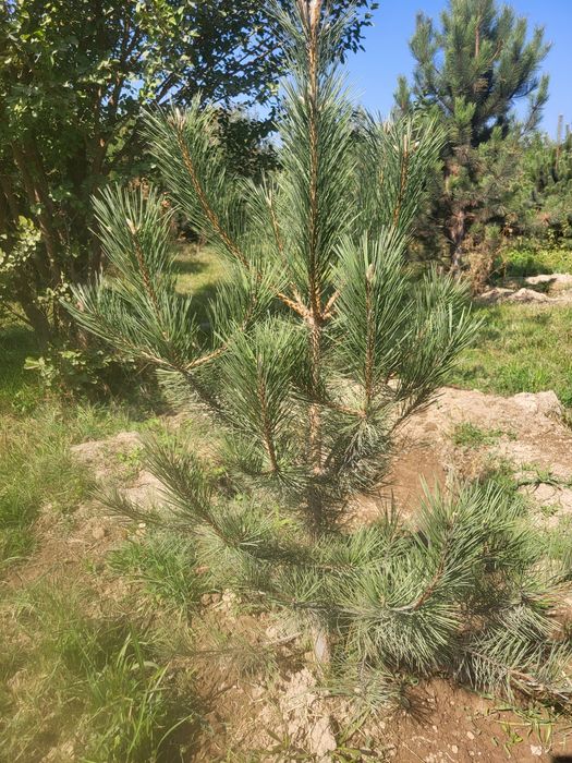 Сосна европейская в разных размерах