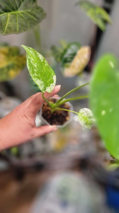 Монстера минт детка