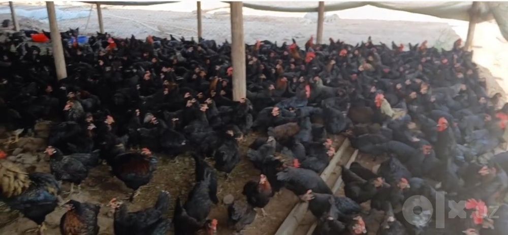Соглом жаедари кора Андижан тувула сотуда 400 та бор