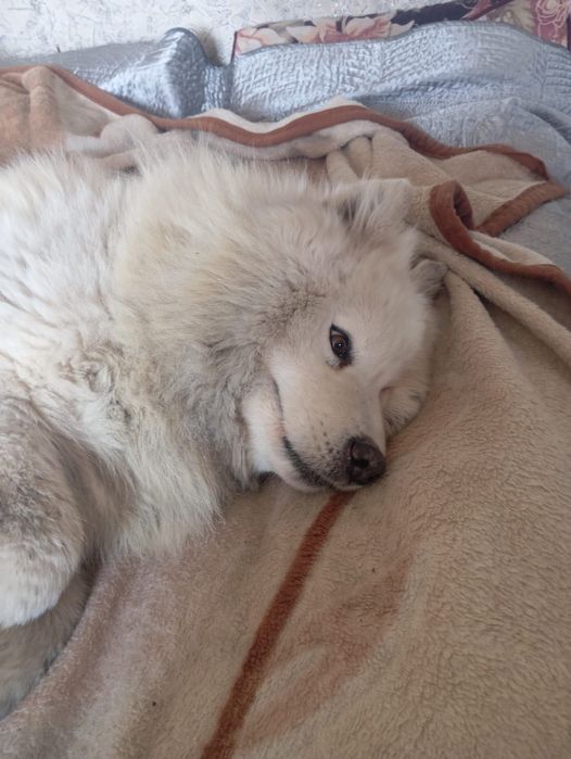 Самоед собака продается