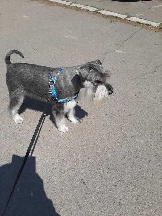 Продавам куче шнауцер...