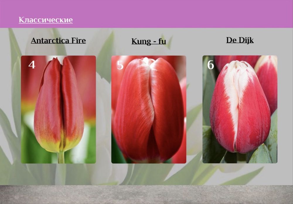 Тюльпаны Оптом от 395тг от 300шт‼️‼️‼️