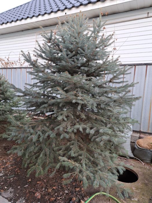 Продам живые елки