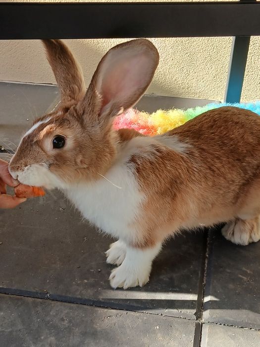 Iepuri Hycole francez