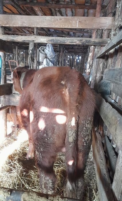 Продам быка белоголовый 2 года