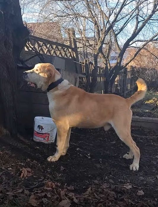 Vând câine Asiatic Central (Alabai)