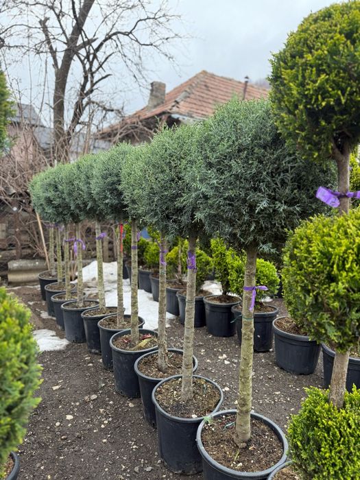 Plante ornamentale calitate premium