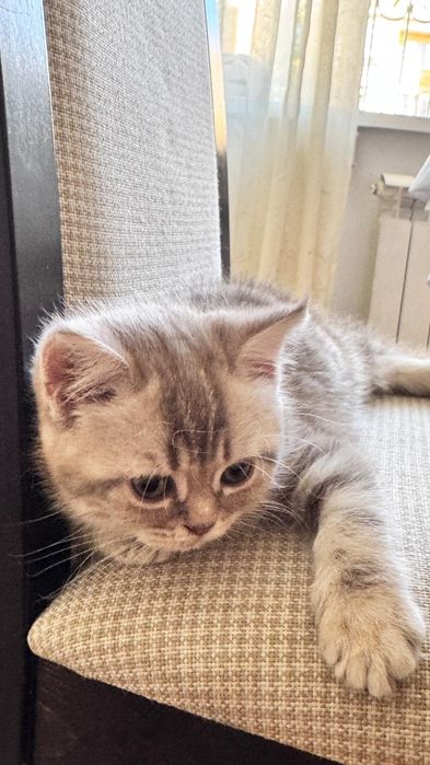 Котенок шотландский