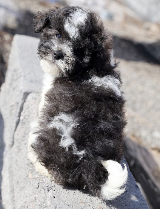 Мини тойпудель 3 месяца окрас арлекин