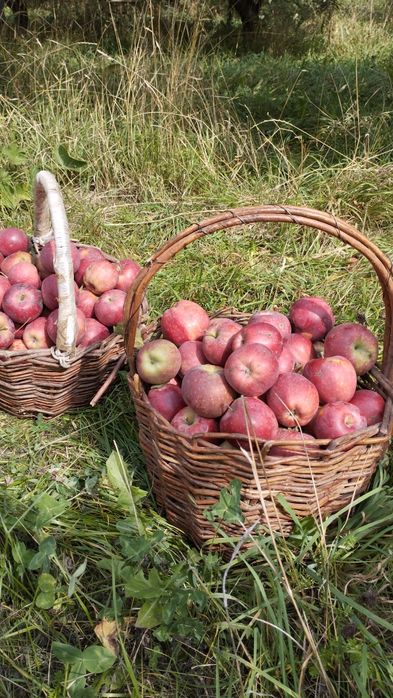 Продам яблоки. Сорт американка и золотой.