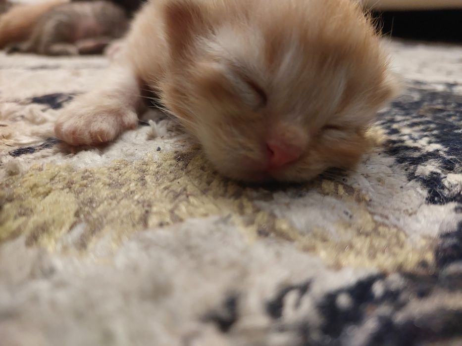 Хочу раздать котят очень хорошие руки