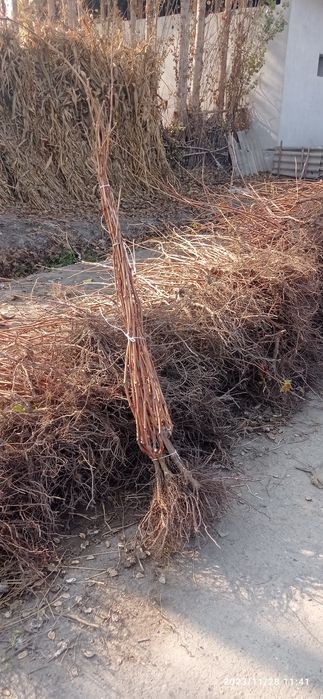 Uzum ko‘chat sotamiz