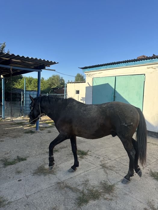 Айгыр Жеребец 6 жас