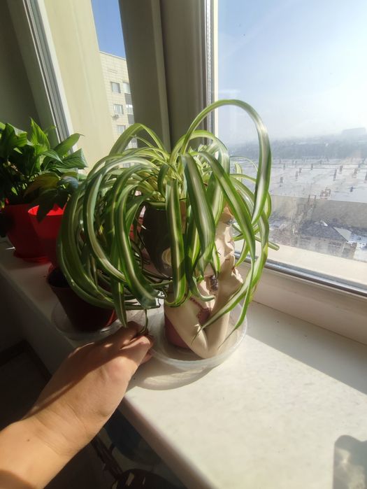 Хлорофитум для офиса и дома