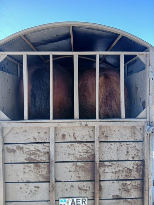 Продам прицеп скотовоз