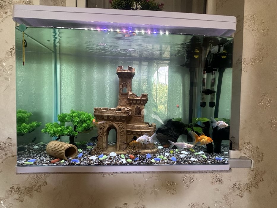 Akavarium yengi 1 haftali