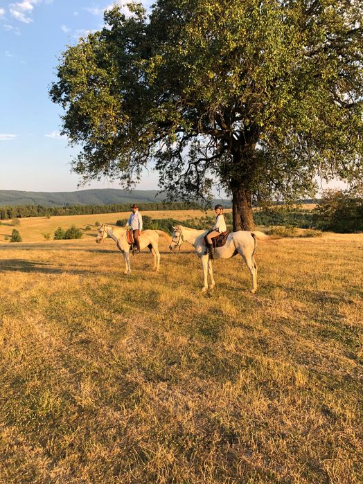 Pur sânge arab ,shagya arab ,cai de toate vârstele .iapa manz armăsar