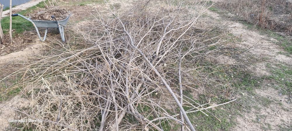 Дрова бесплатно! Отын тегін!