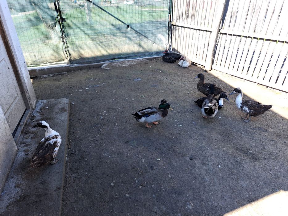 De vanzare rate si ratoi