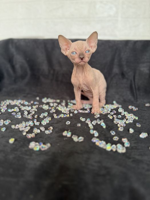 Sphynx cu pedigree si teste