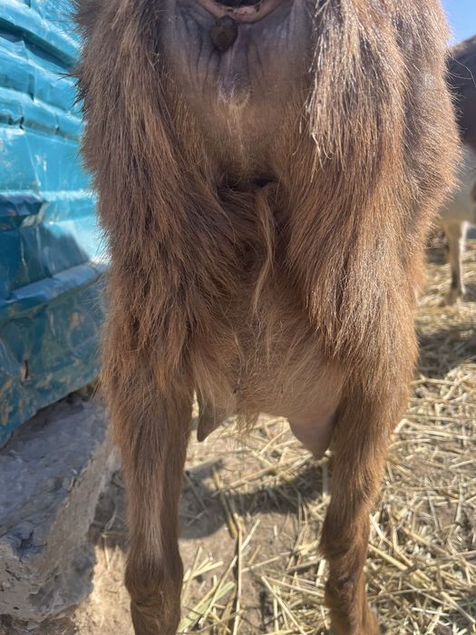 Ешкілер сатылады