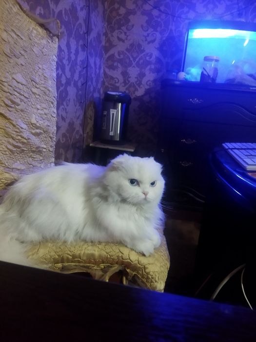 Шотландская Вислоухая