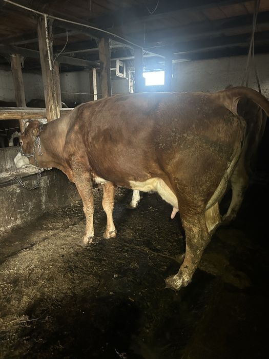 Vand vaci baltata romaneasca