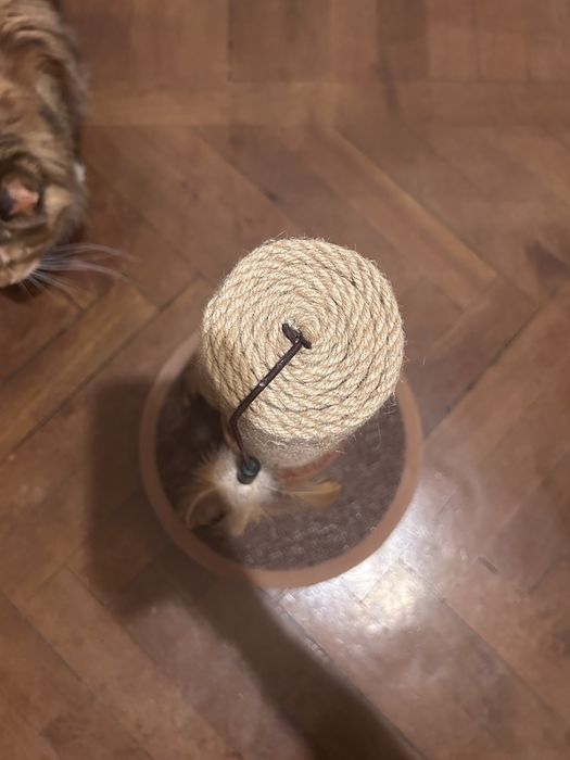 когтеточка для кошки