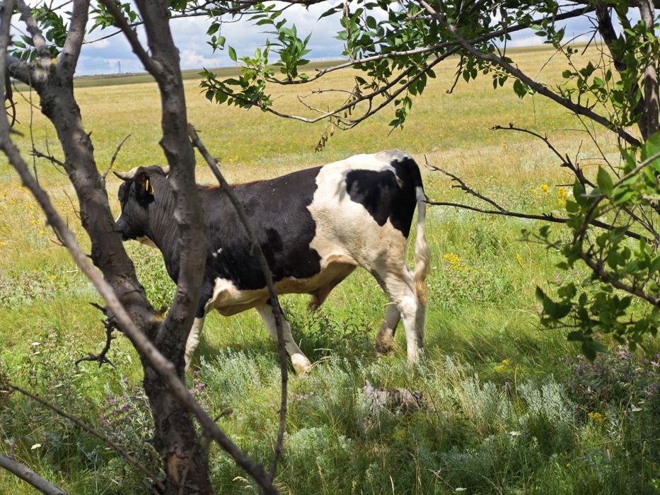Продам КРС на разведение
