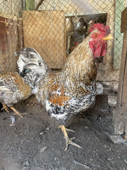 Годовалый петухи