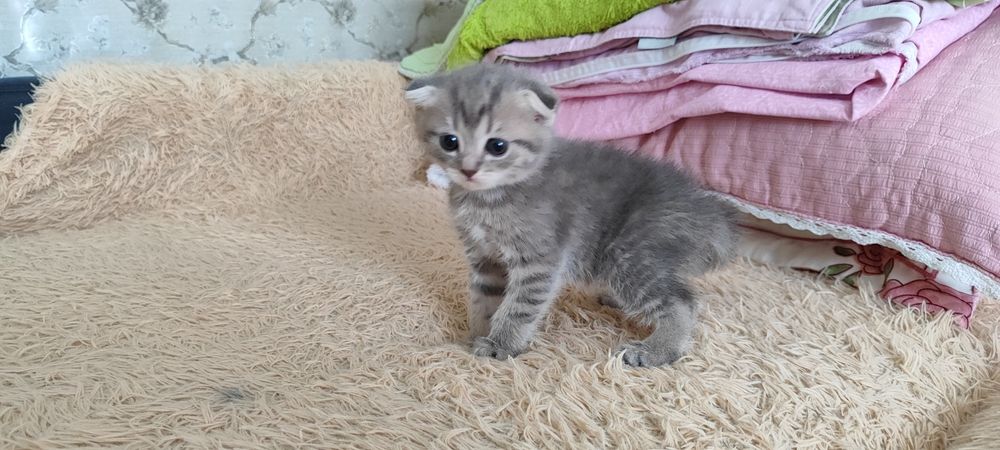 Продаются шотландские котята