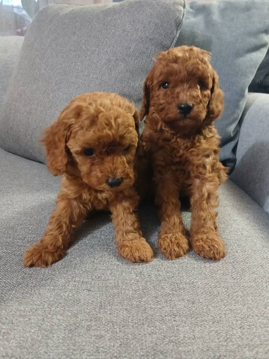 той пудели малки