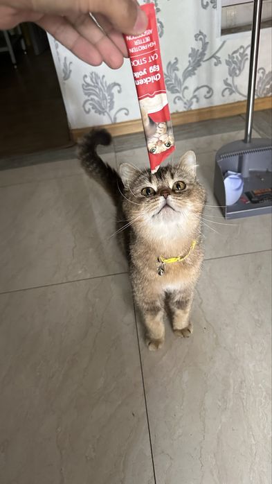 Скоттиш страйт сотилади
