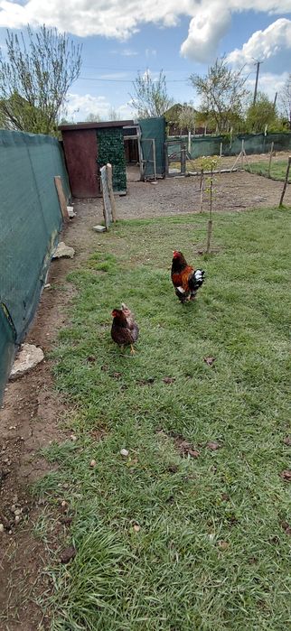 Vand gaini si cocos
