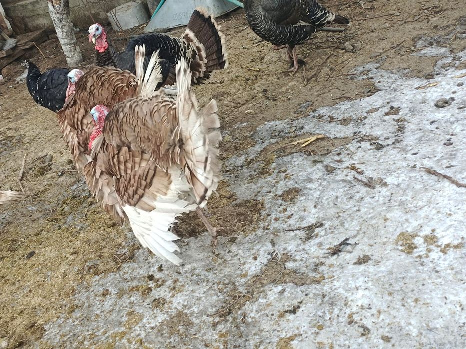 Индюки индюк ундик