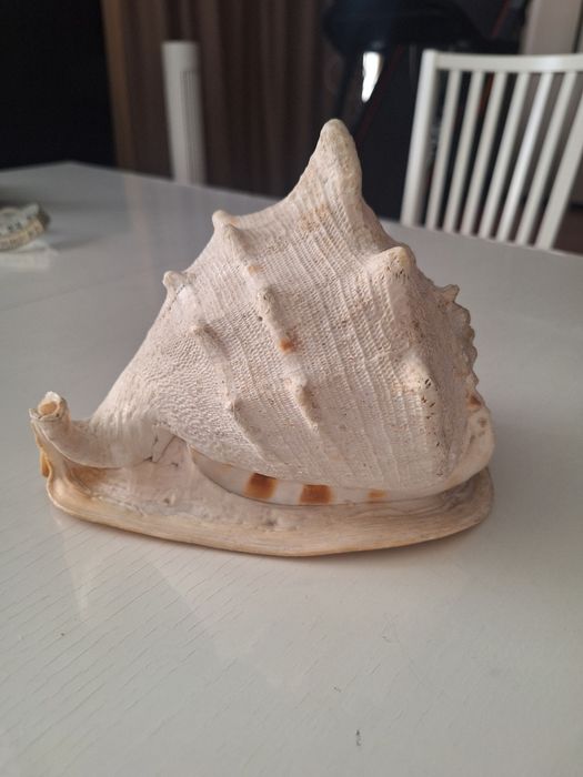 Продается морская ракушка