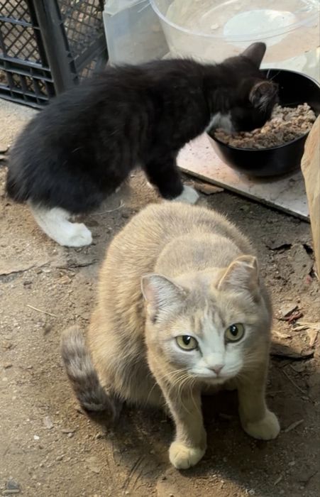 Котятам нужен дом