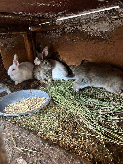 Крольчата фландеры