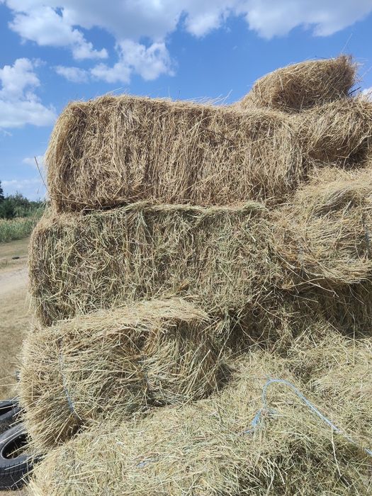 Vând baloți de fân 15lei balot