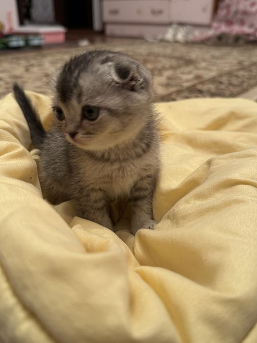 продается кошка