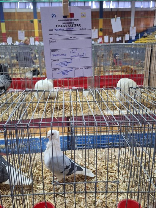 Pescarusi germani 200 roni