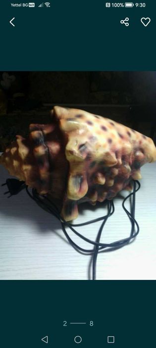 Раковина естествена