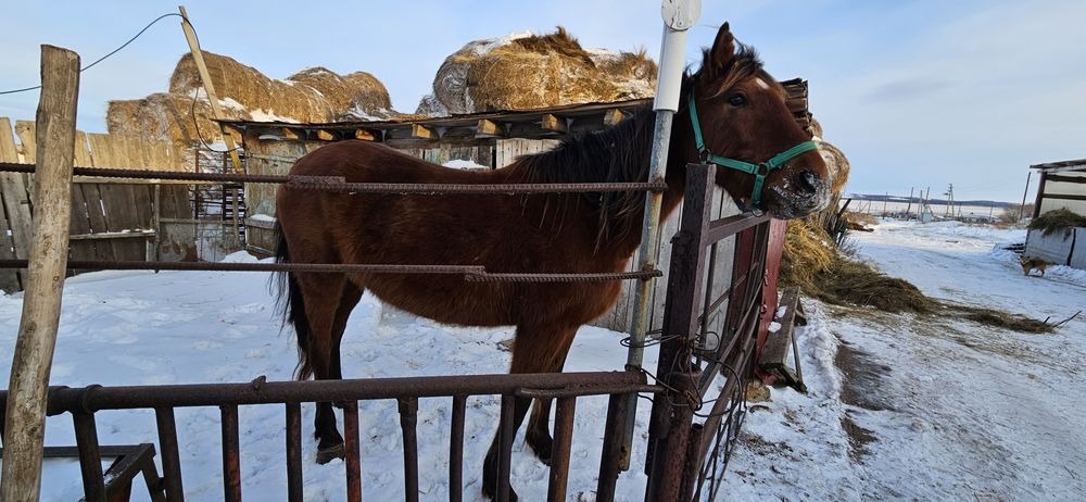 Продам кобылу, жеребую