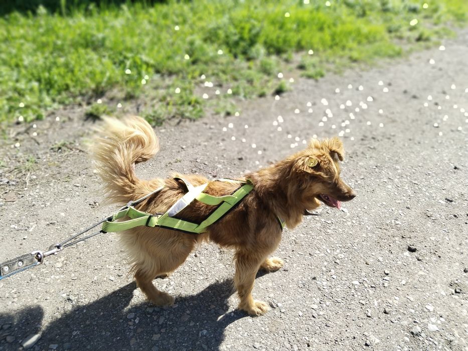 Айфон с гарантий