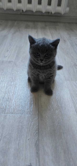 Продам котёнка. Британец. Девочка