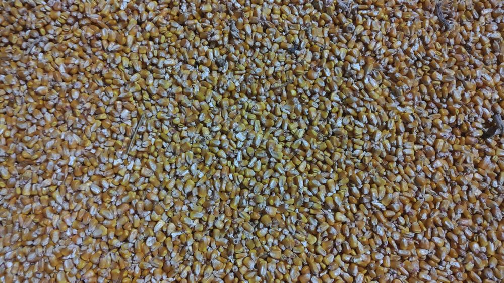 Porumb boabe de vanzare