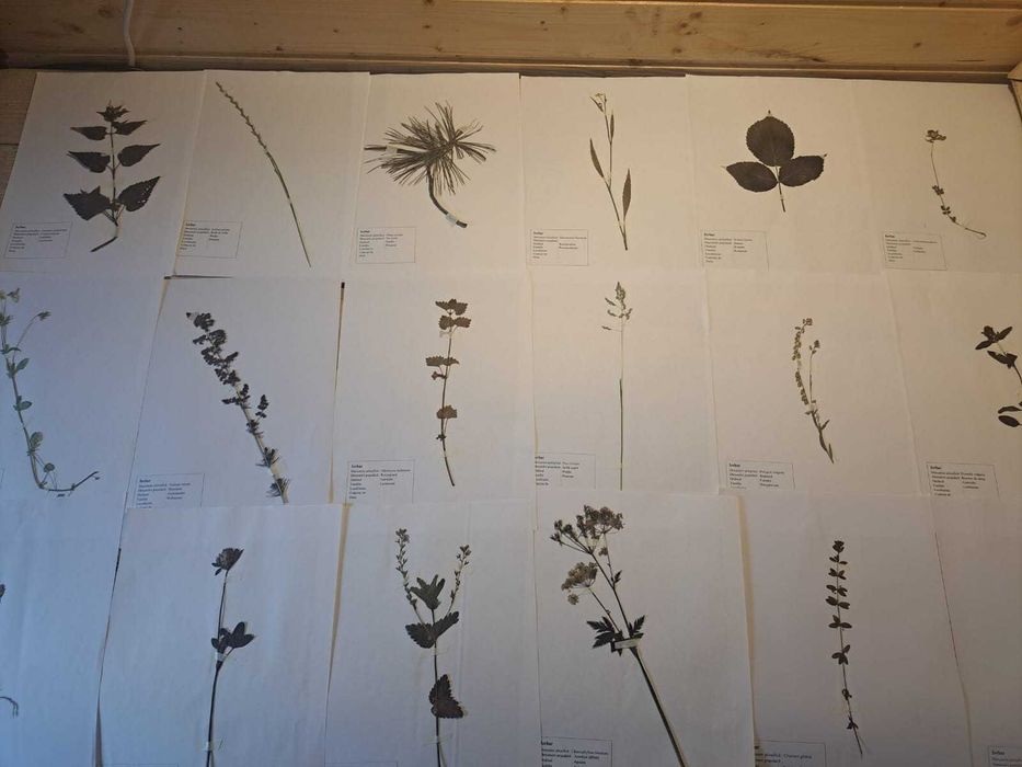 Ierbare Profesionale / La comandă /Calitate superioară/ Școală/Faculta